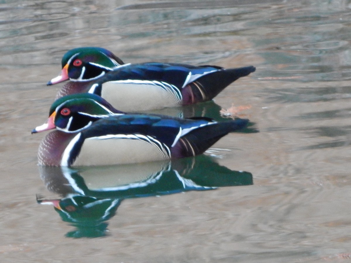 Wood Duck - ML395541441
