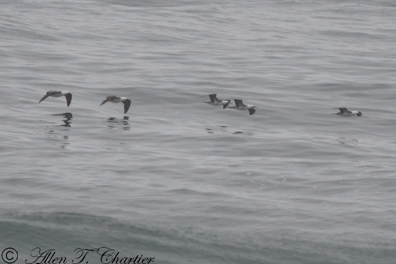 Peruvian Booby - ML395542151