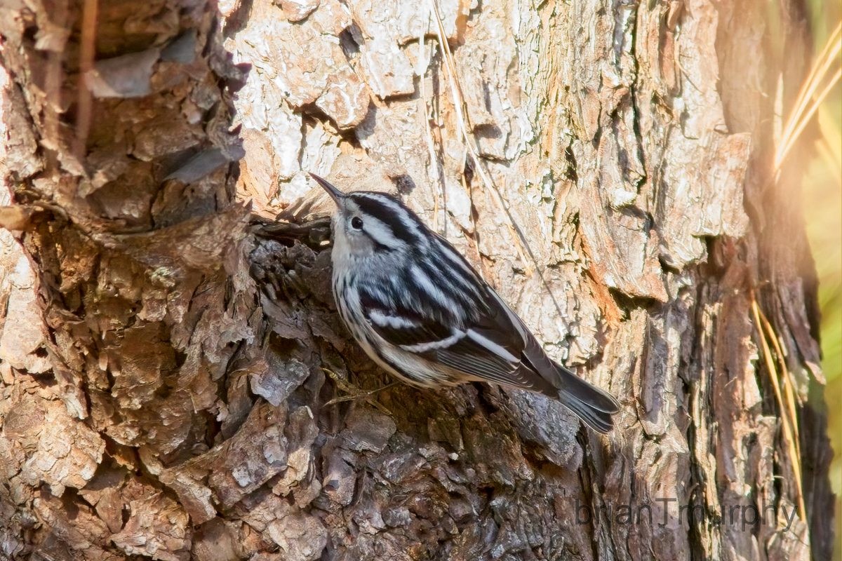 Black-and-white Warbler - ML395542261
