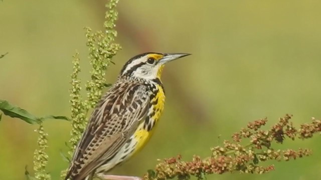 Eastern Meadowlark - ML395542711