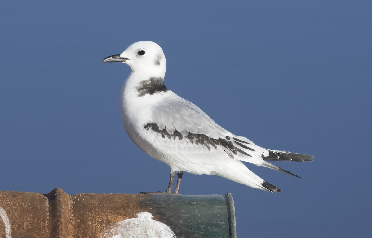 Black-legged Kittiwake - ML395548941