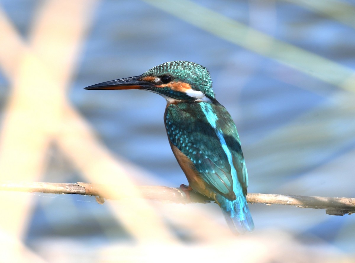 Common Kingfisher - ML395549951