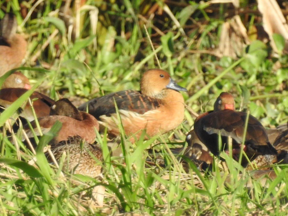 Fulvous Whistling-Duck - ML395550781