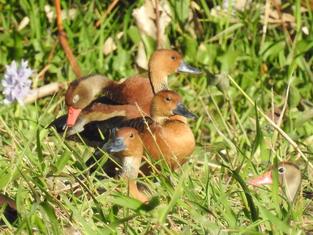 Fulvous Whistling-Duck - ML395550791
