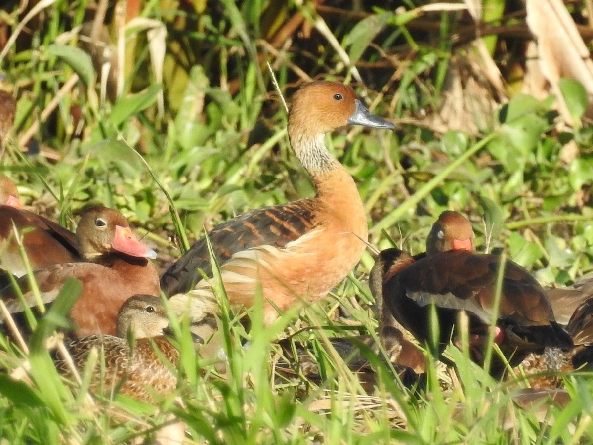 Fulvous Whistling-Duck - ML395550821