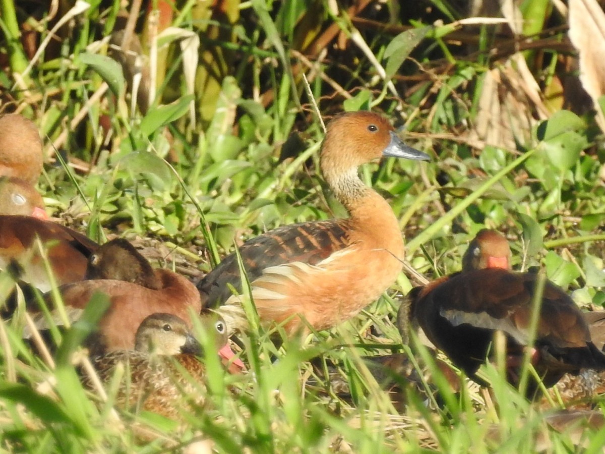 Fulvous Whistling-Duck - ML395550861