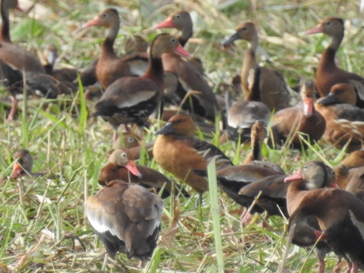 Fulvous Whistling-Duck - ML395550901