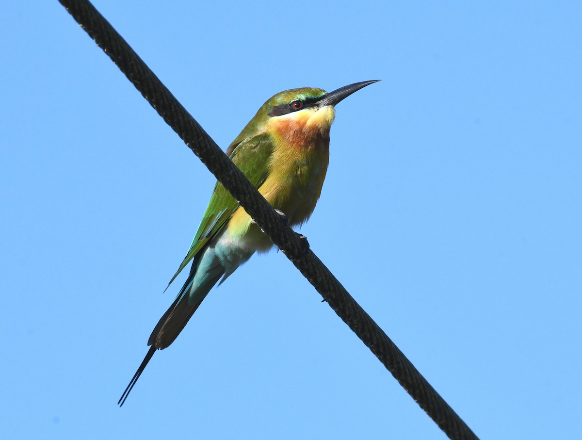 Blue-tailed Bee-eater - mathew thekkethala