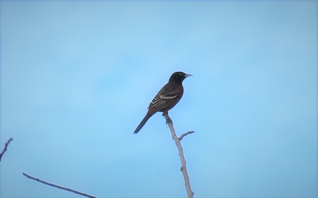 Orchard Oriole (Orchard) - ML395551871