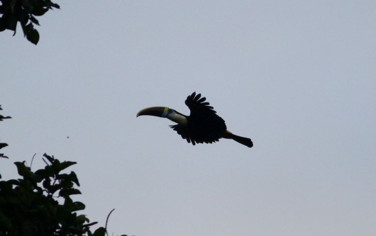 White-throated Toucan - ML39555251