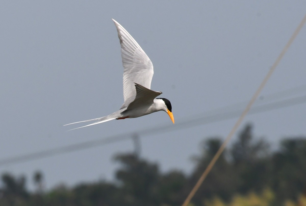 River Tern - ML395552731