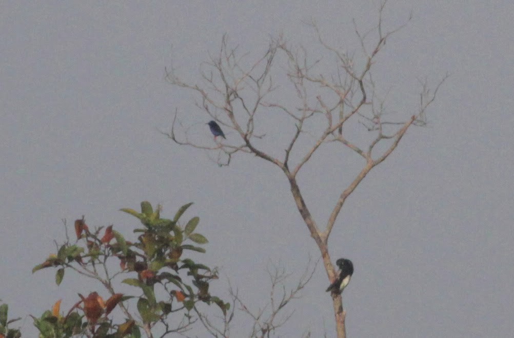 Red-legged Honeycreeper - ML39555291