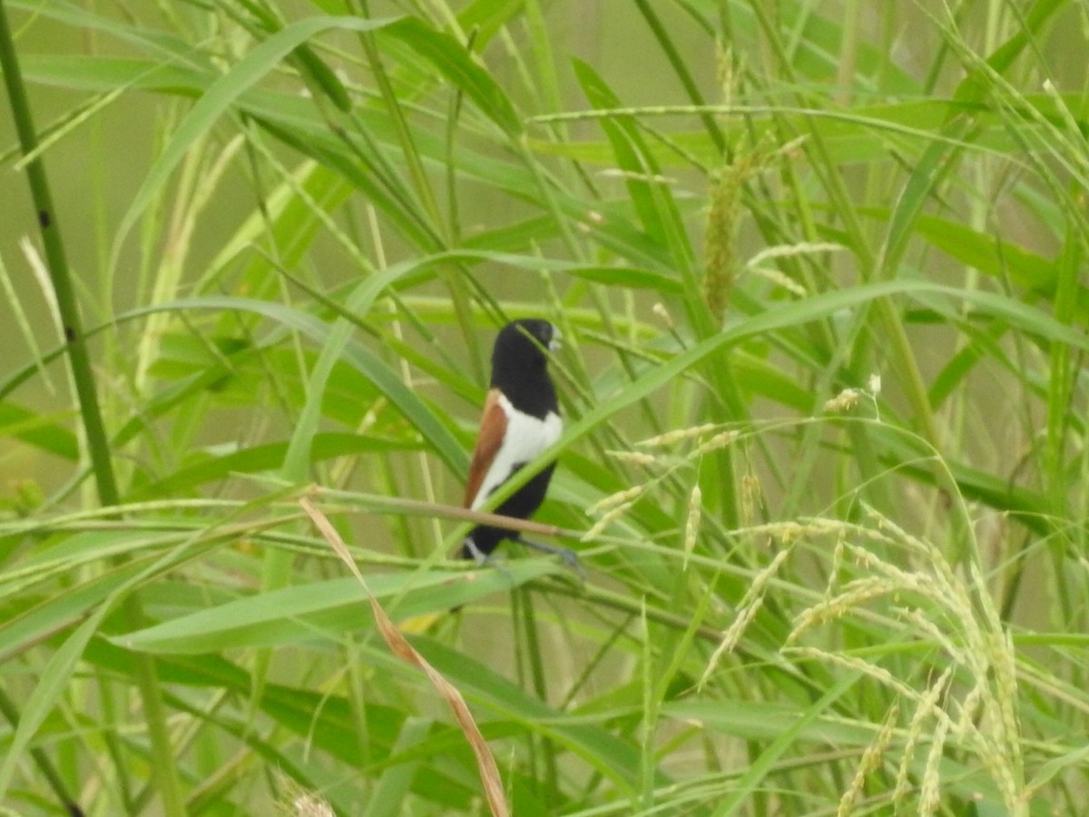 Tricolored Munia - ML395553241