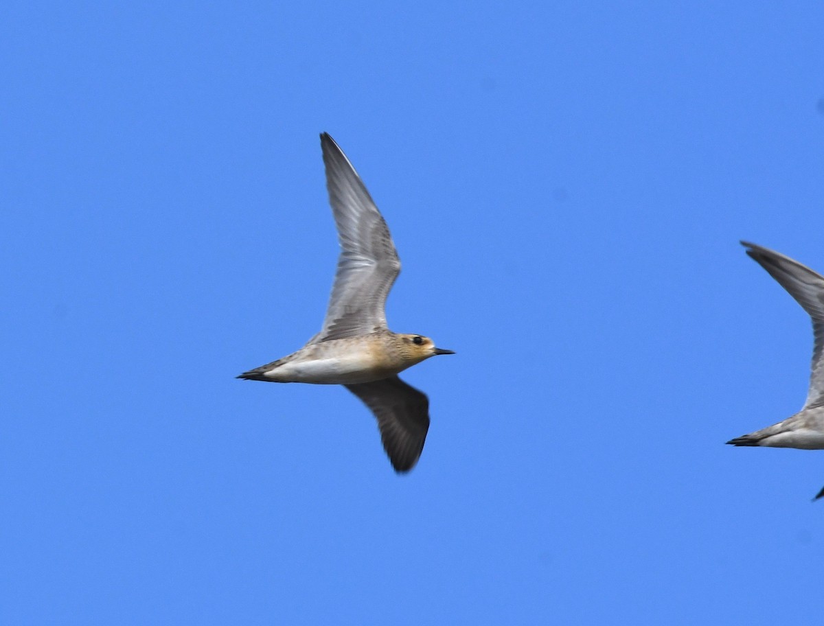 Pacific Golden-Plover - ML395554041