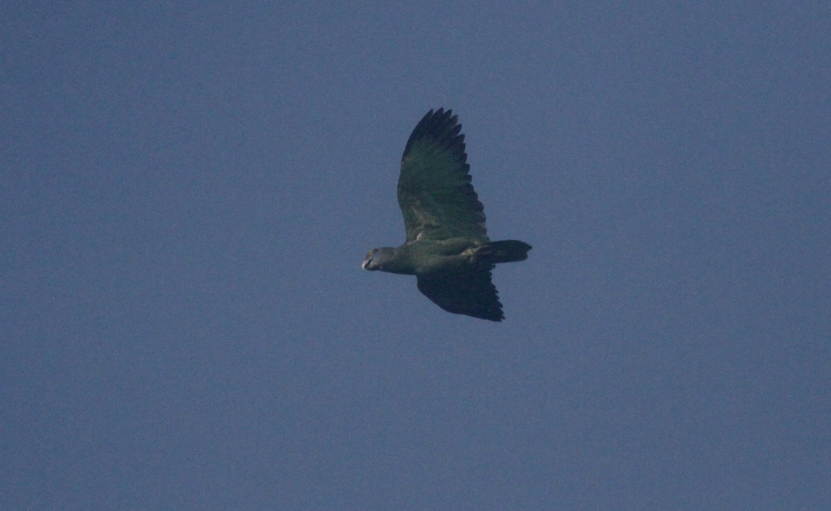 Amazona Cariazul - ML39555411