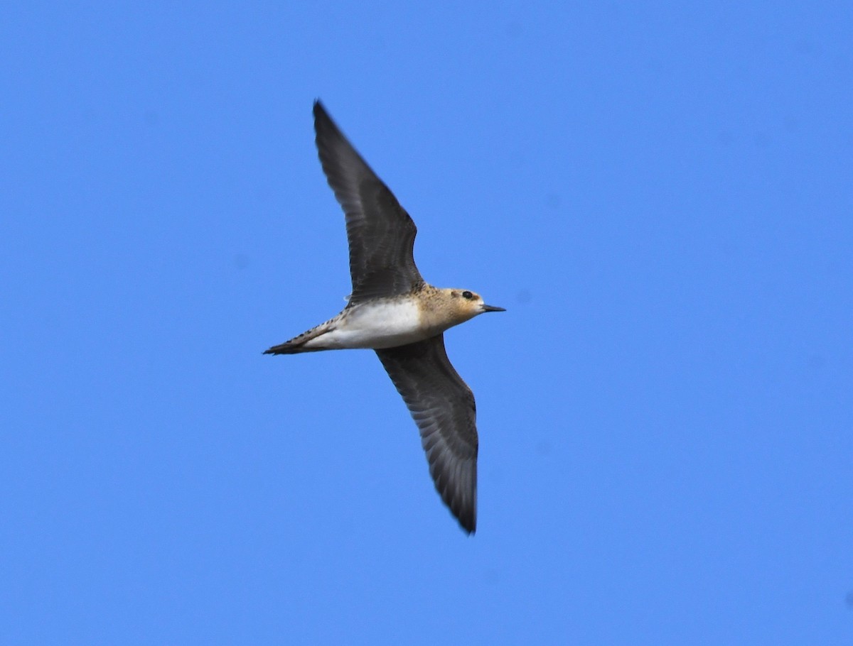 Pacific Golden-Plover - mathew thekkethala