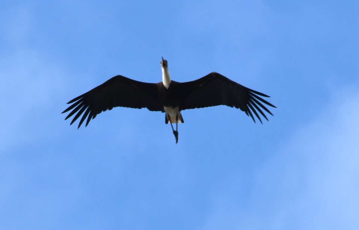 Asian Woolly-necked Stork - mathew thekkethala