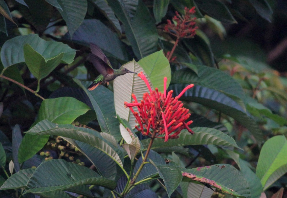 Colibrí Topacio - ML39555641