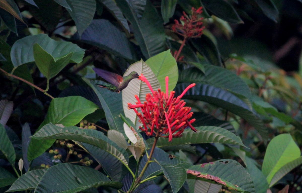 Colibrí Topacio - ML39555651