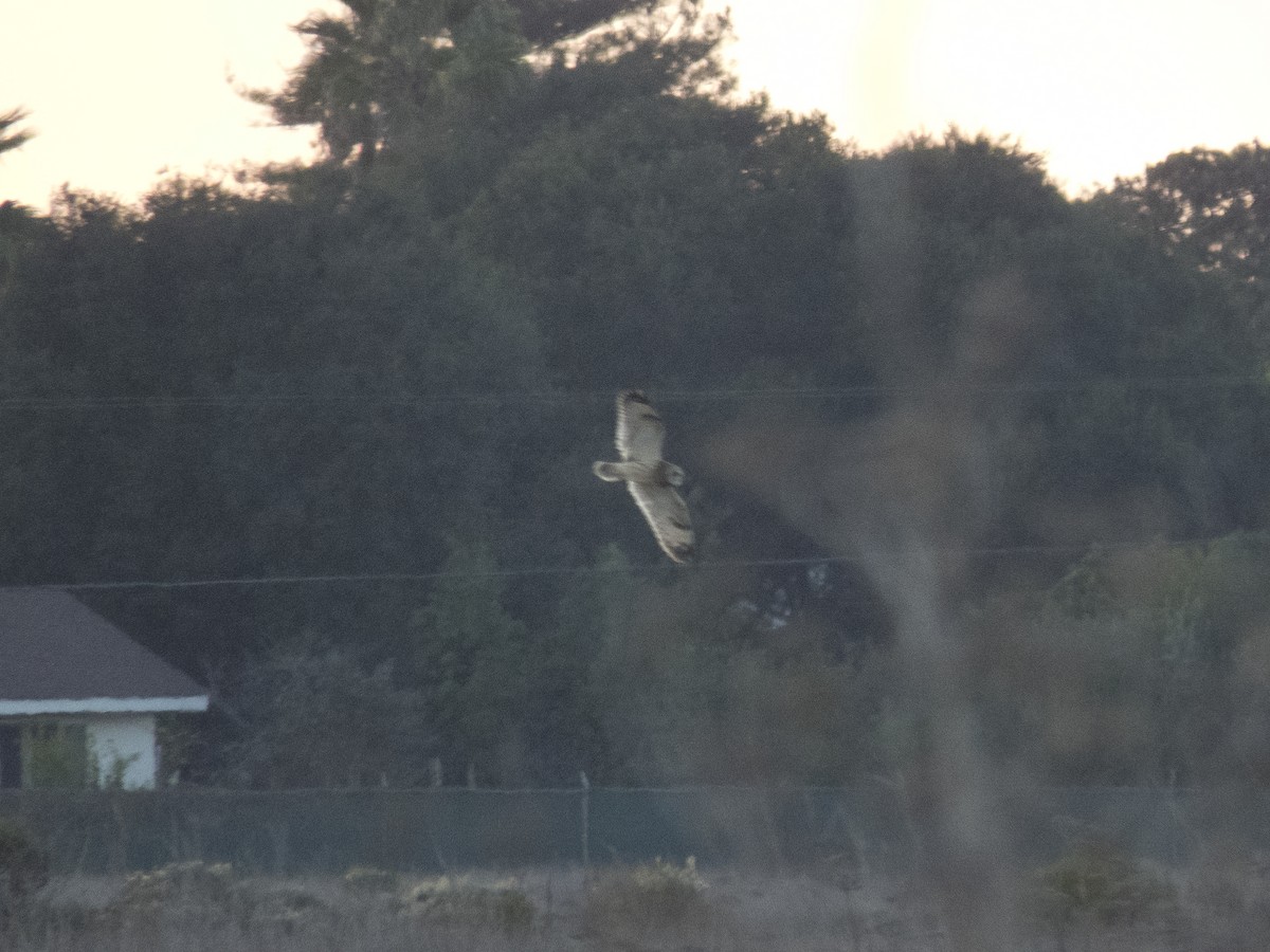 Short-eared Owl - ML395556601