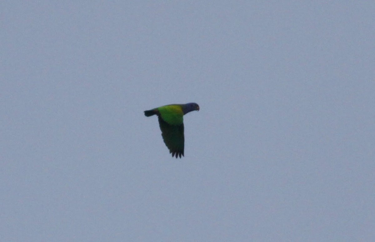 Blue-headed Parrot - ML39555701