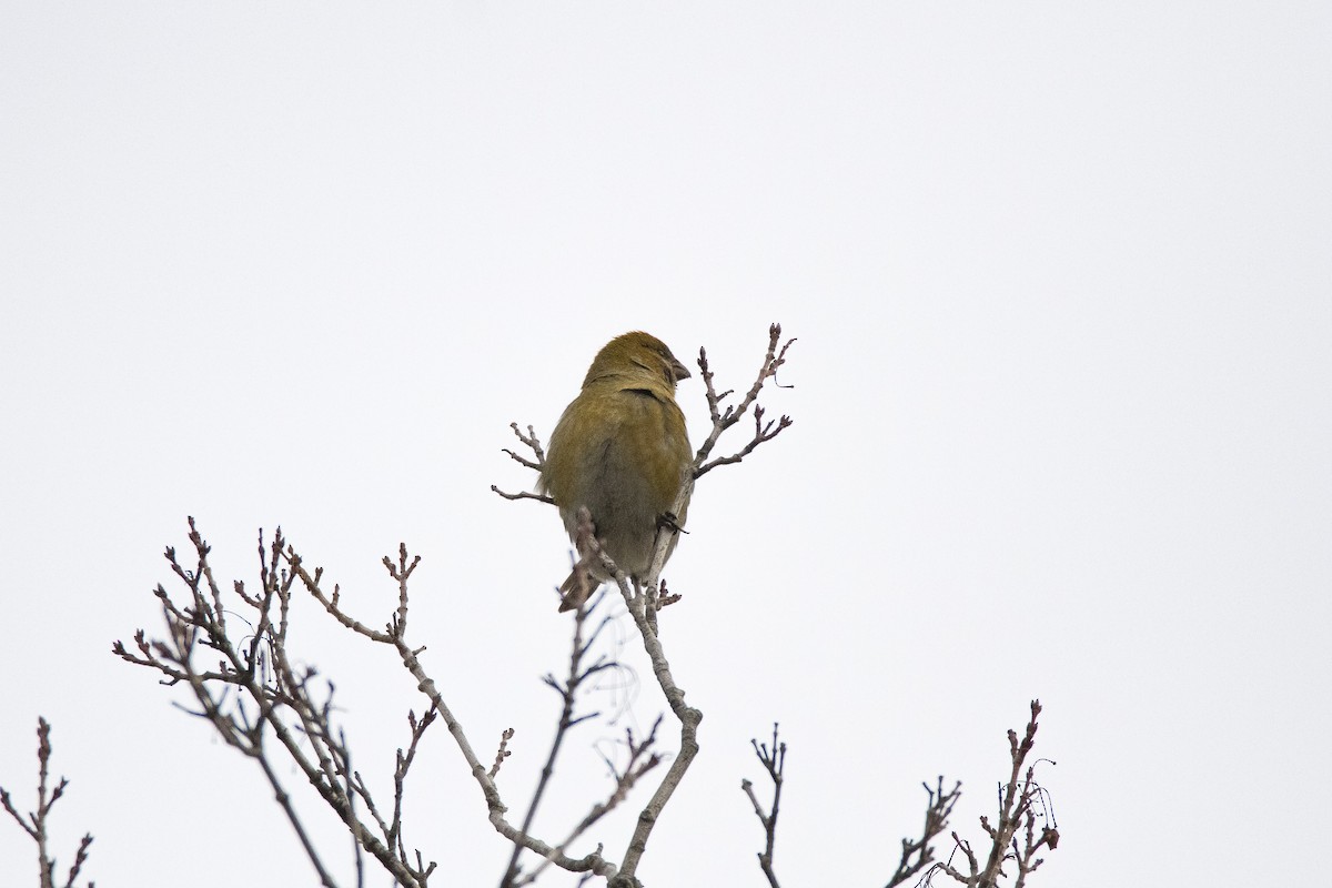 Pine Grosbeak - ML39555861