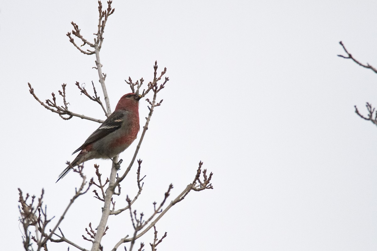 Pine Grosbeak - ML39555871