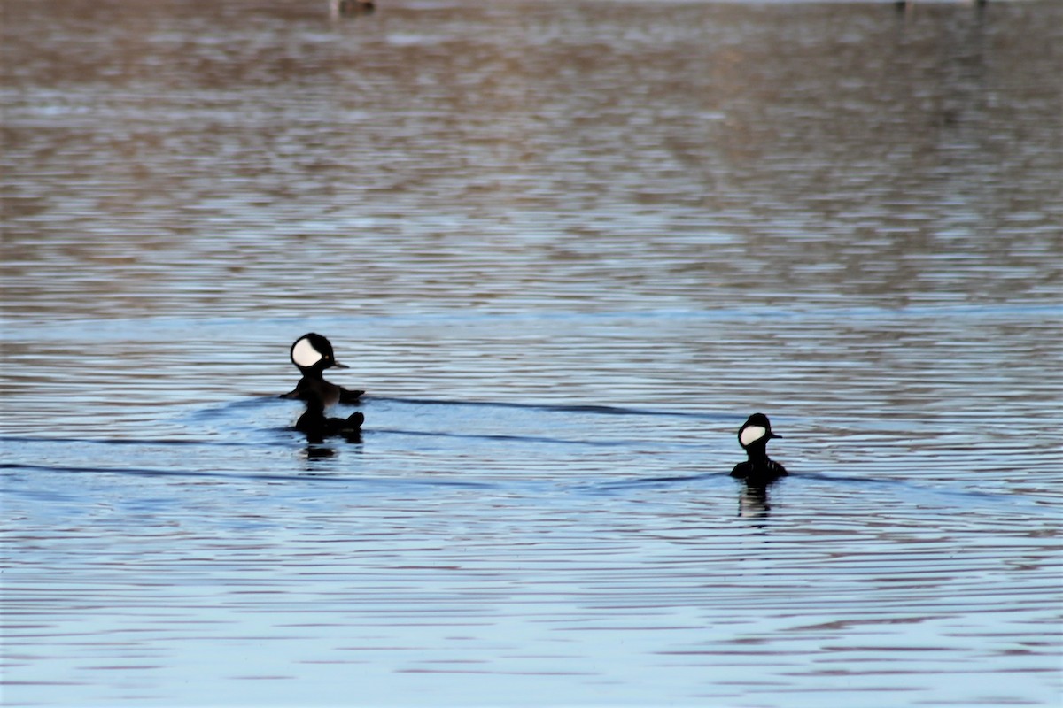 Hooded Merganser - Justin Hamlin