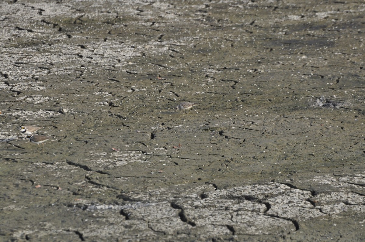 Temminck's Stint - ML395558951