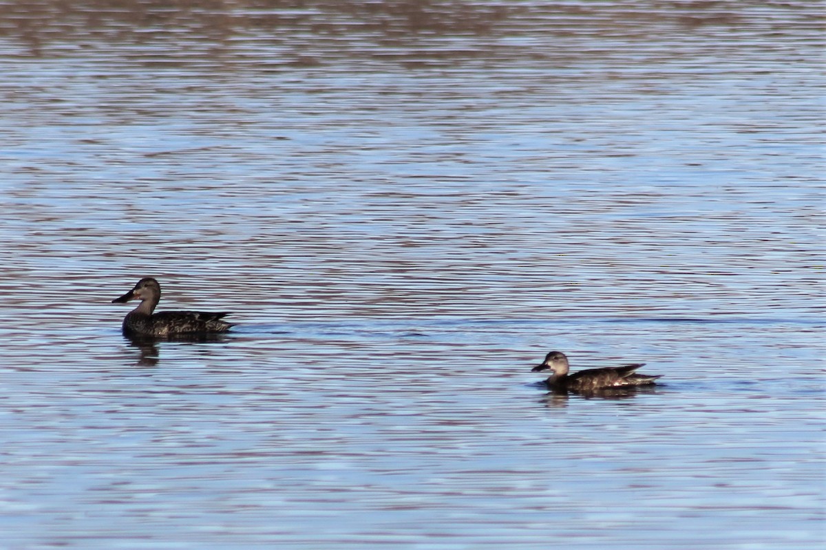 Blue-winged Teal - ML395560601