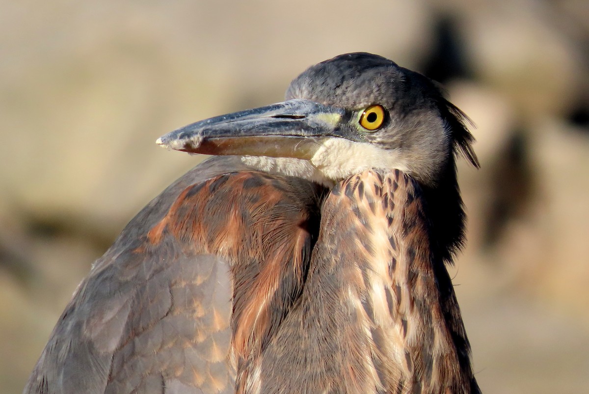 Great Blue Heron - ML395561351