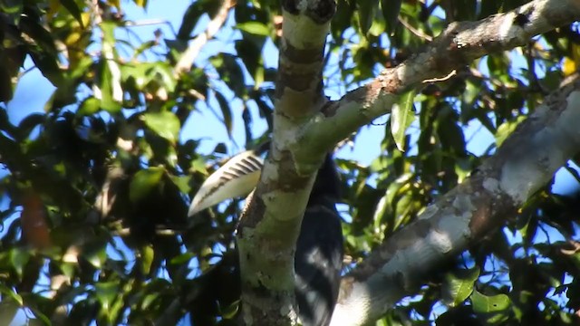 Rufous-necked Hornbill - ML395562641