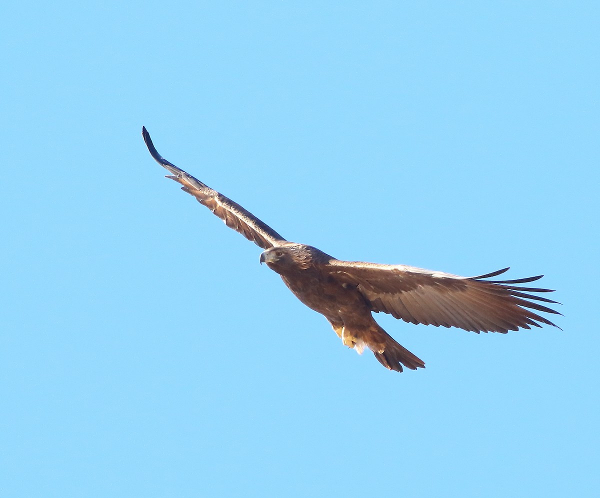 Golden Eagle - ML395563321