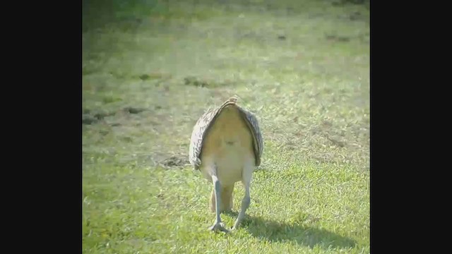 Bristle-thighed Curlew - ML395563381