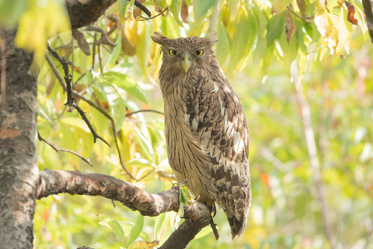 Brown Fish-Owl - Parmil Kumar