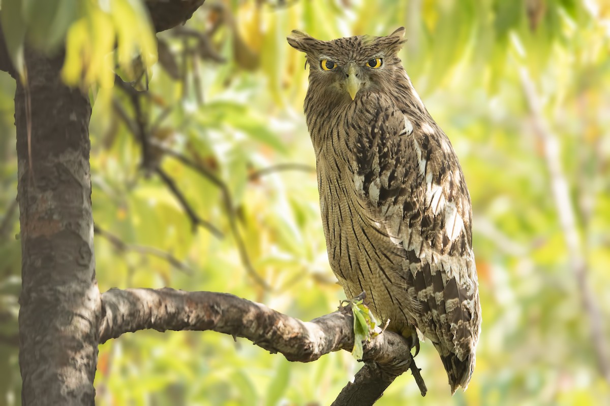 Brown Fish-Owl - Parmil Kumar