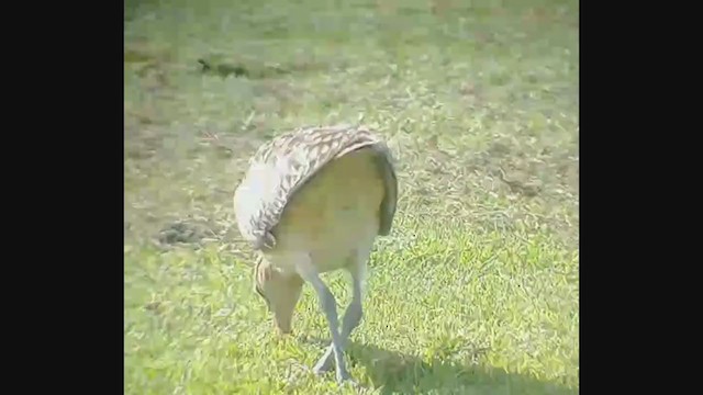 Bristle-thighed Curlew - ML395564571