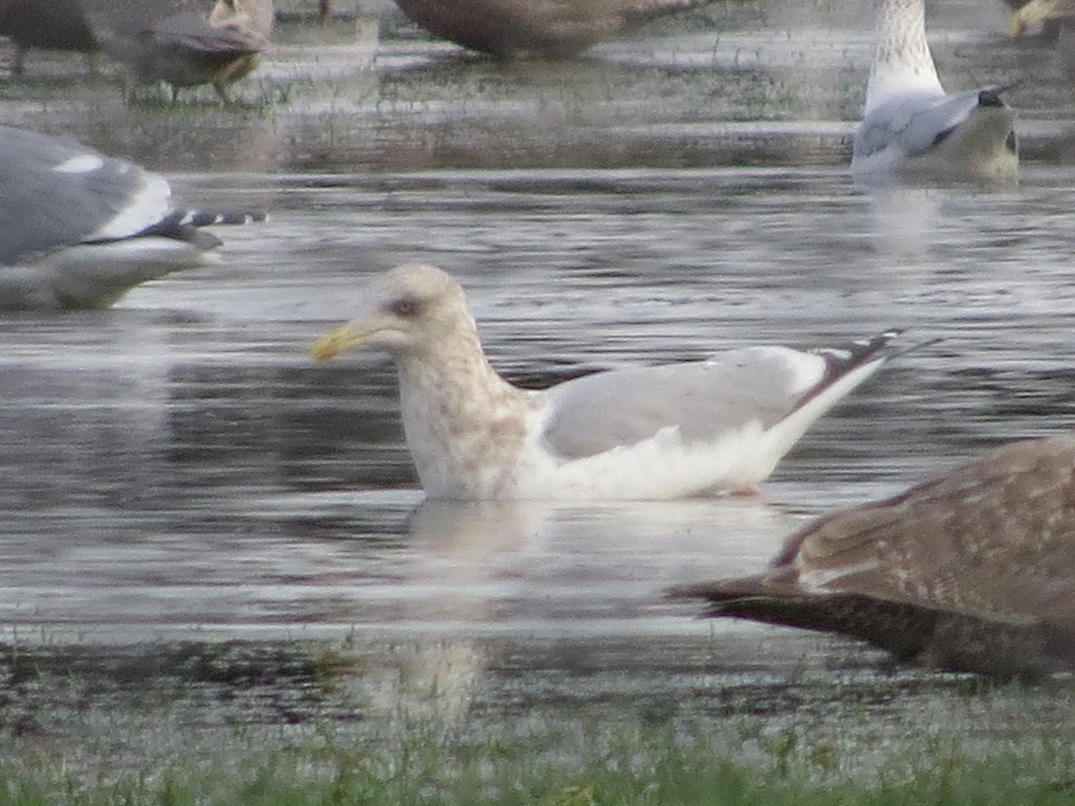 Iceland Gull (Thayer's) - ML395565461