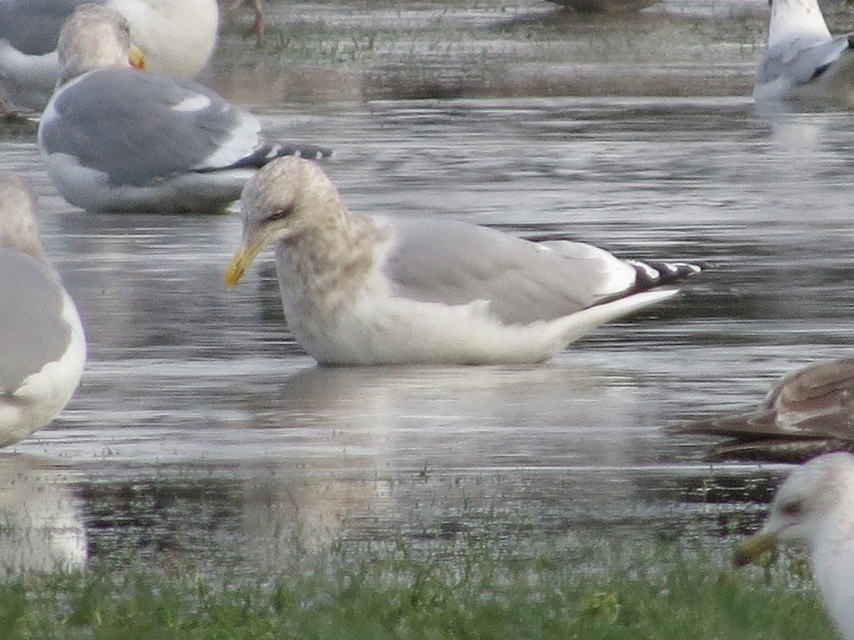 Iceland Gull (Thayer's) - ML395565481