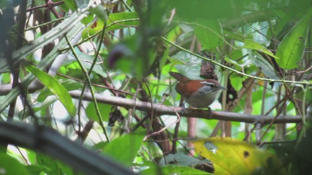 Rufous-and-white Wren - ML395567141