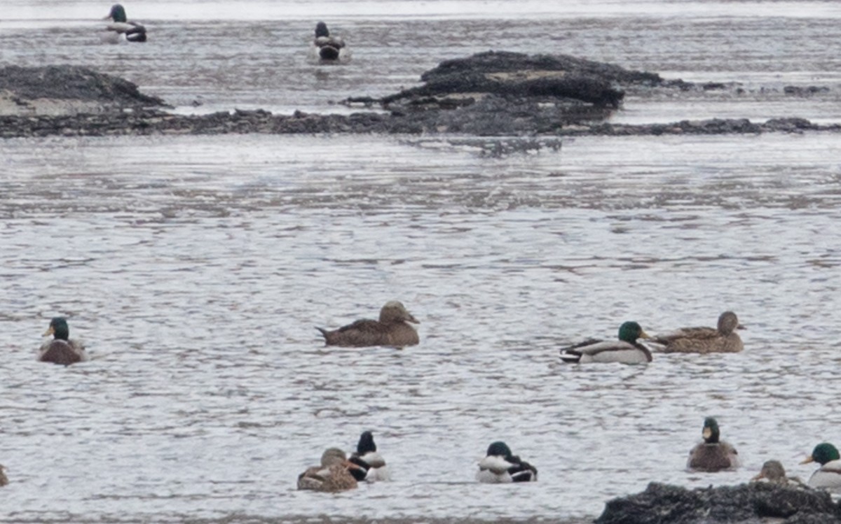 Common Eider - ML395567821