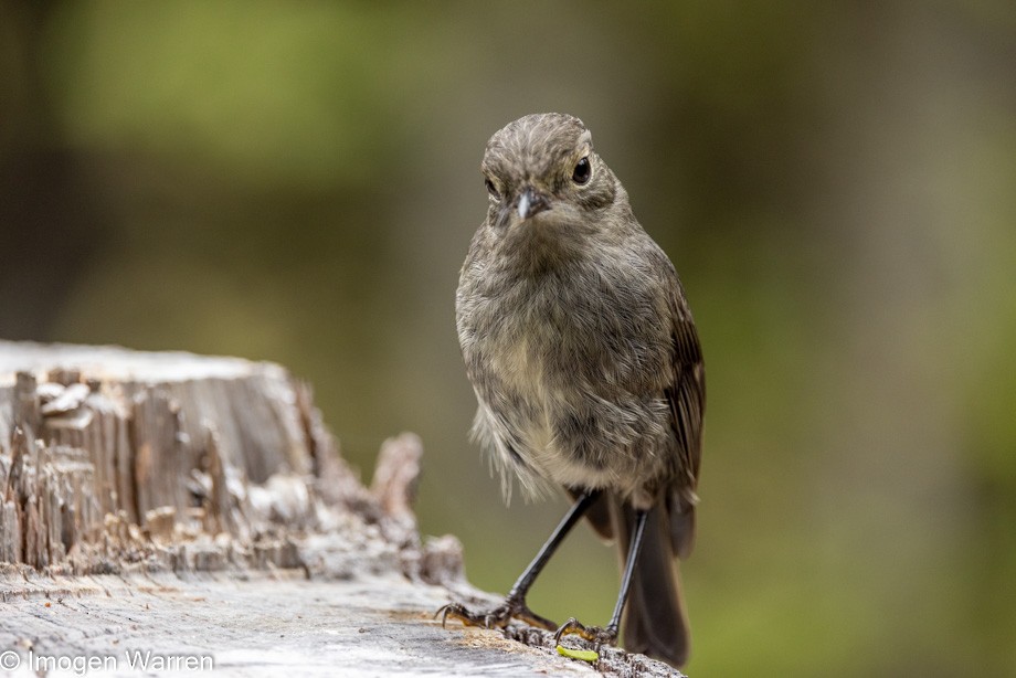 South Island Robin - ML395568171