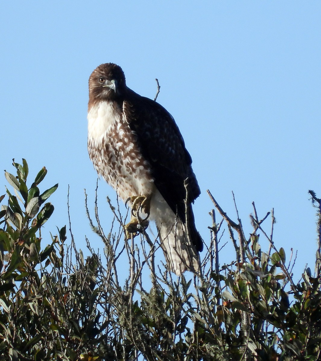 Red-tailed Hawk - ML395568371