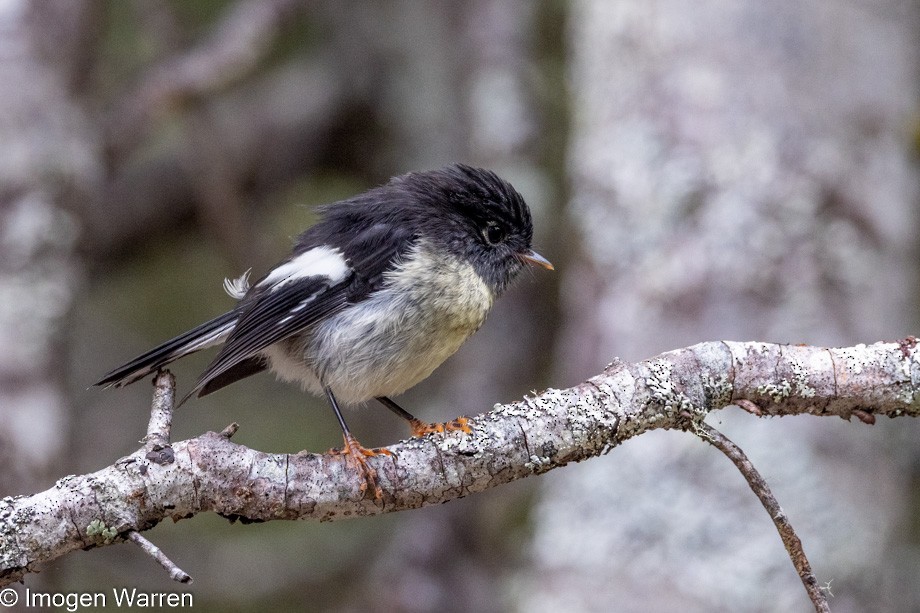 Miro mésange (groupe macrocephala) - ML395568391