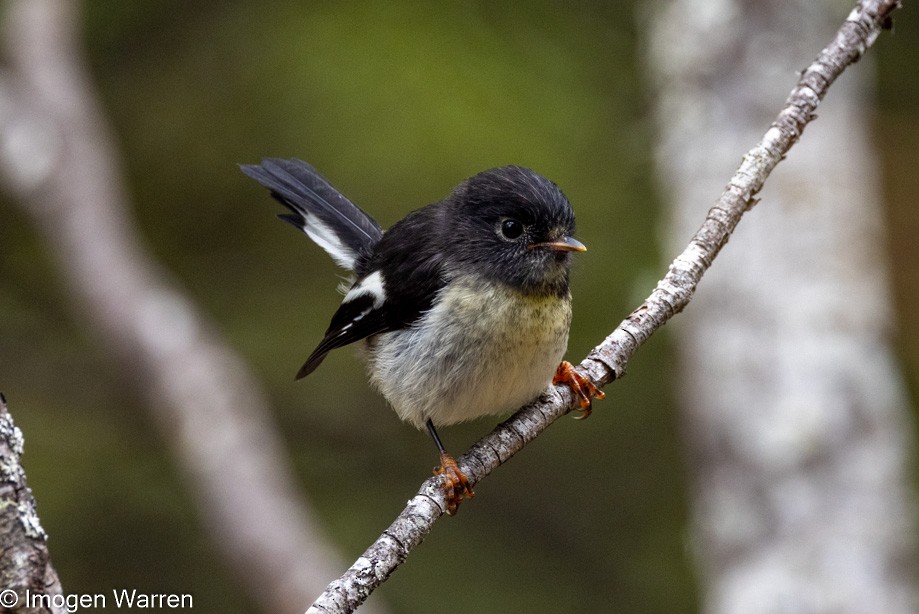 Miro mésange (groupe macrocephala) - ML395568721