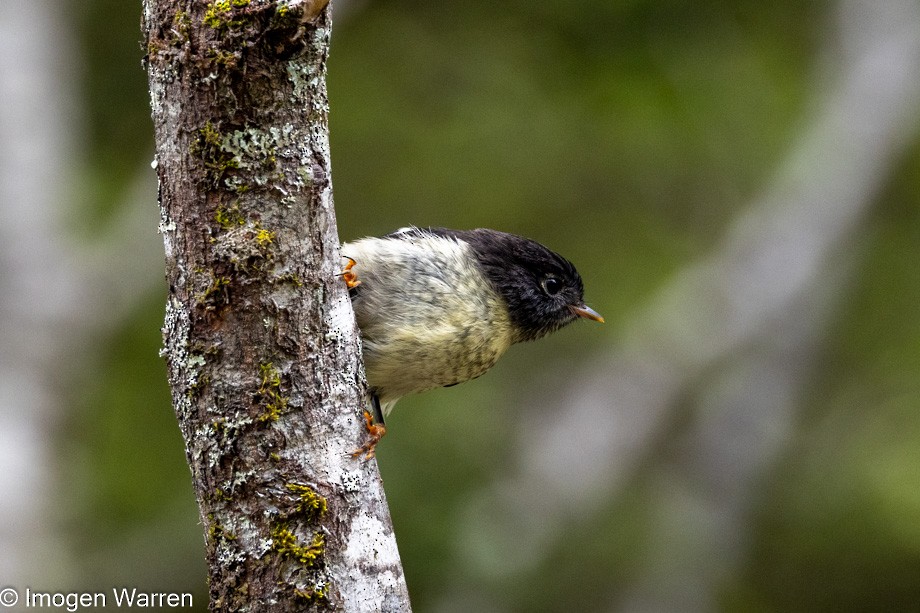 Tomtit (New Zealand) - ML395568741