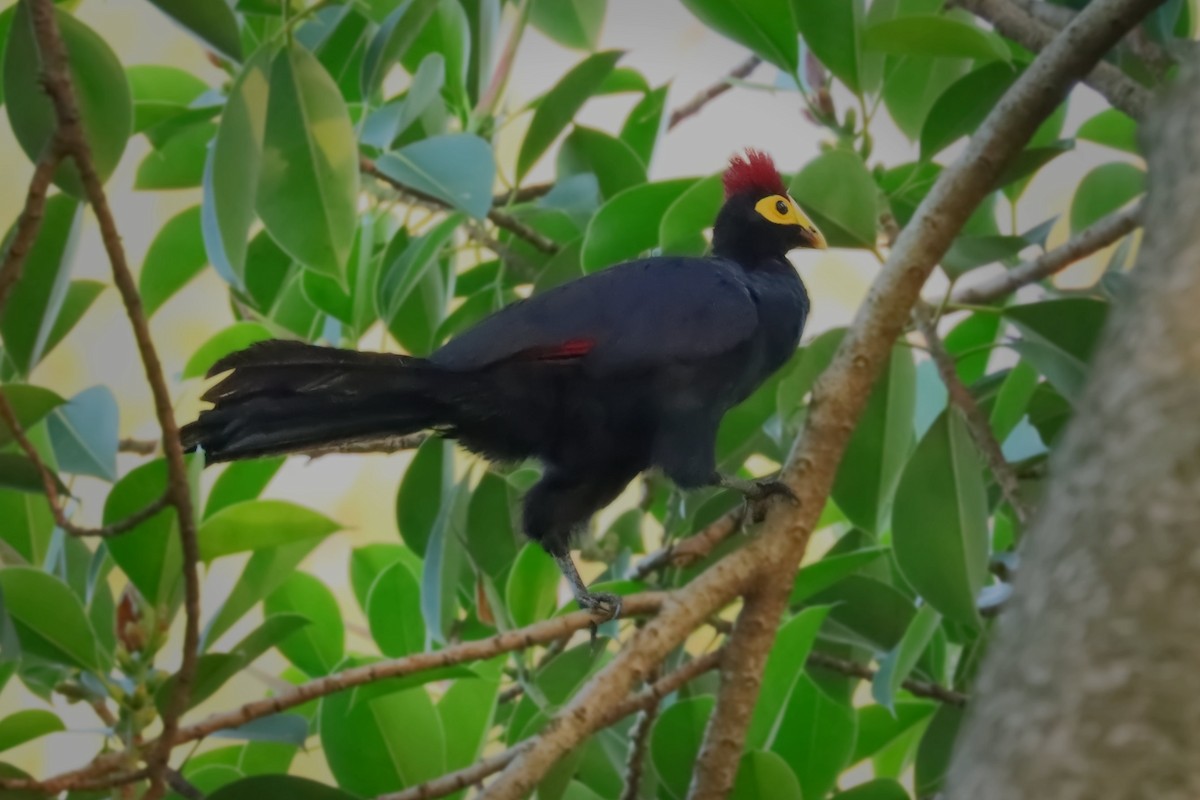Ross's Turaco - ML395568931