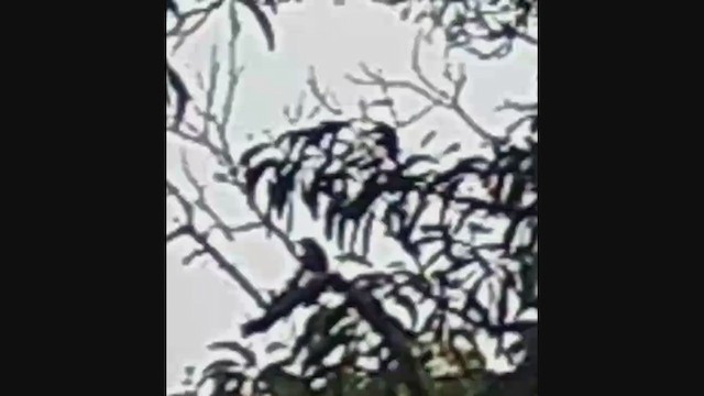 Hawaii-Sichelkleidervogel - ML395569071