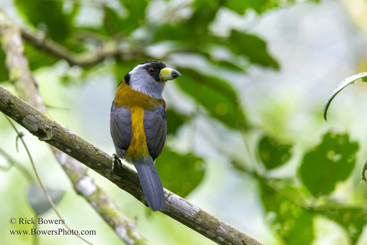 Toucan Barbet - Rick Bowers