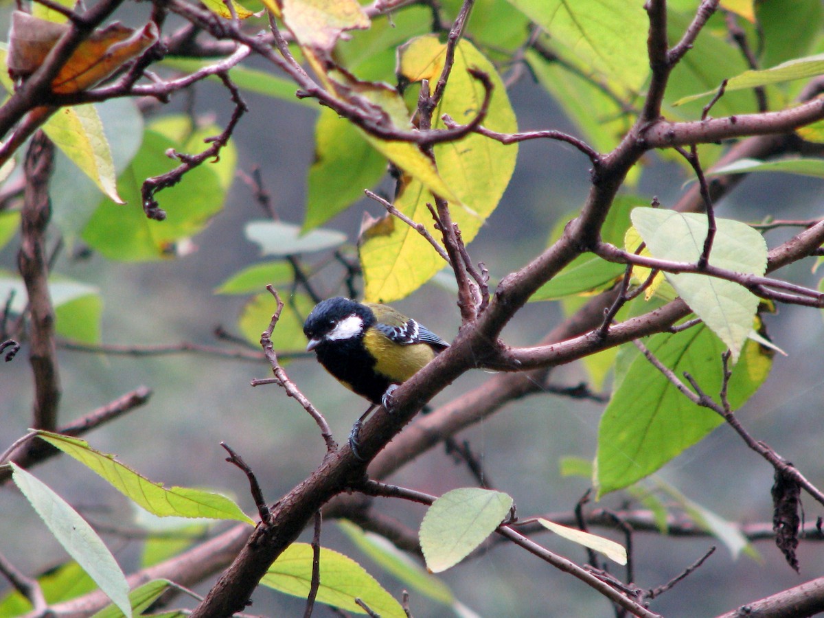 Green-backed Tit - ML395571361